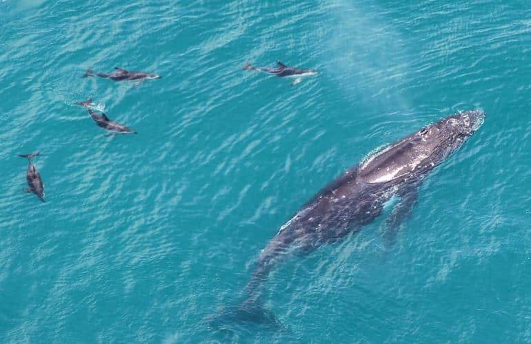 Vista delle balene da un volo a Kaikoura