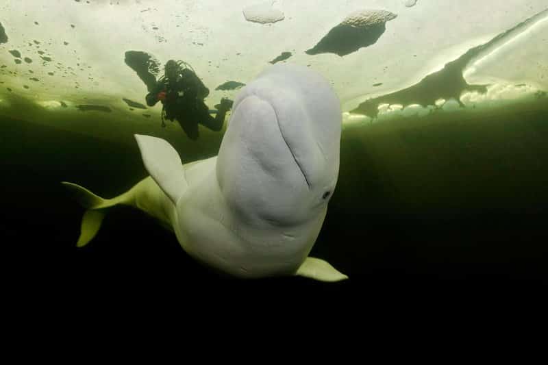 Subacqueo con balene Beluga, Delphinapterus leucas che nuotano sotto il ghiaccio, Arctic circle Dive Center, Mar Bianco, Carelia, Russia settentrionale