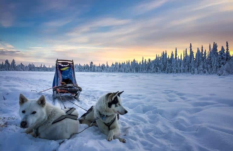 Cane da slitta Kiruna