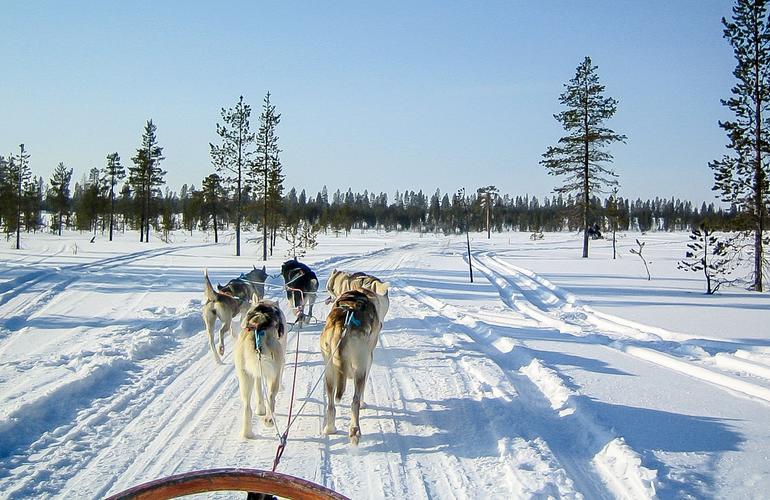 Slittino per cani a Rovaniemi