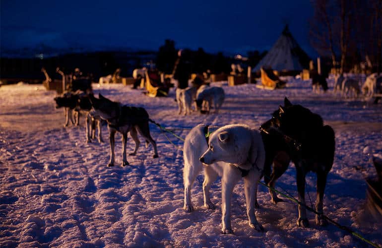 Sleddog serale a Tromsø, Norvegia