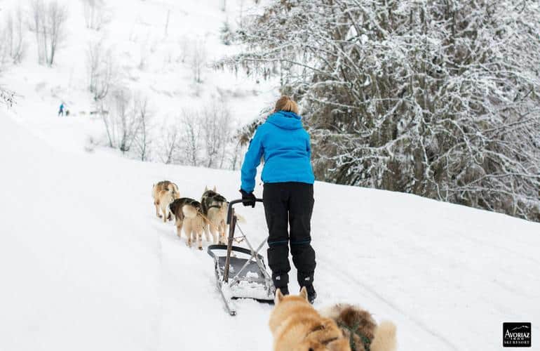 Slittino per cani ad Avoriaz