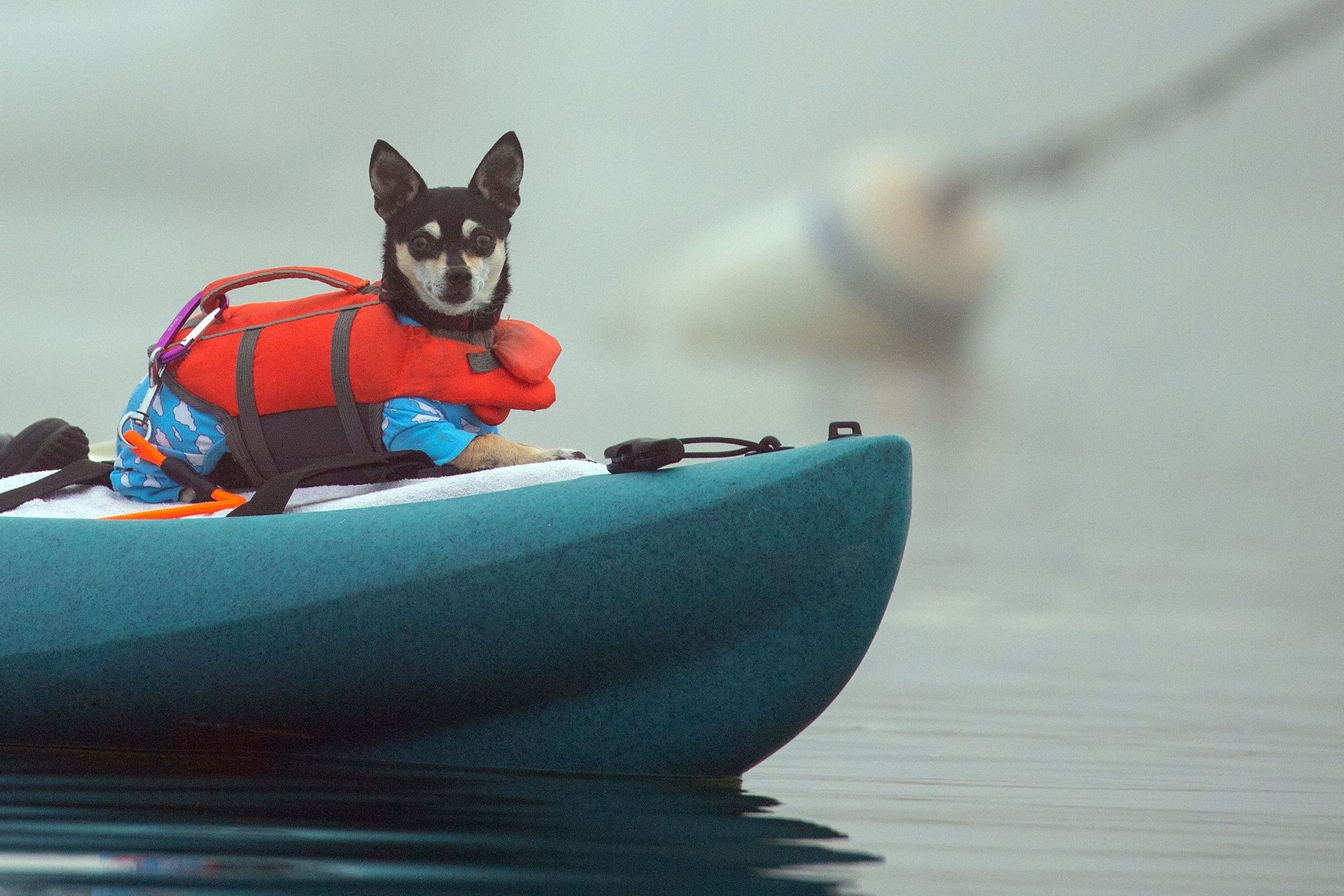 Un cane, che indossa un giubbotto di salvataggio, seduto davanti a un kayak.