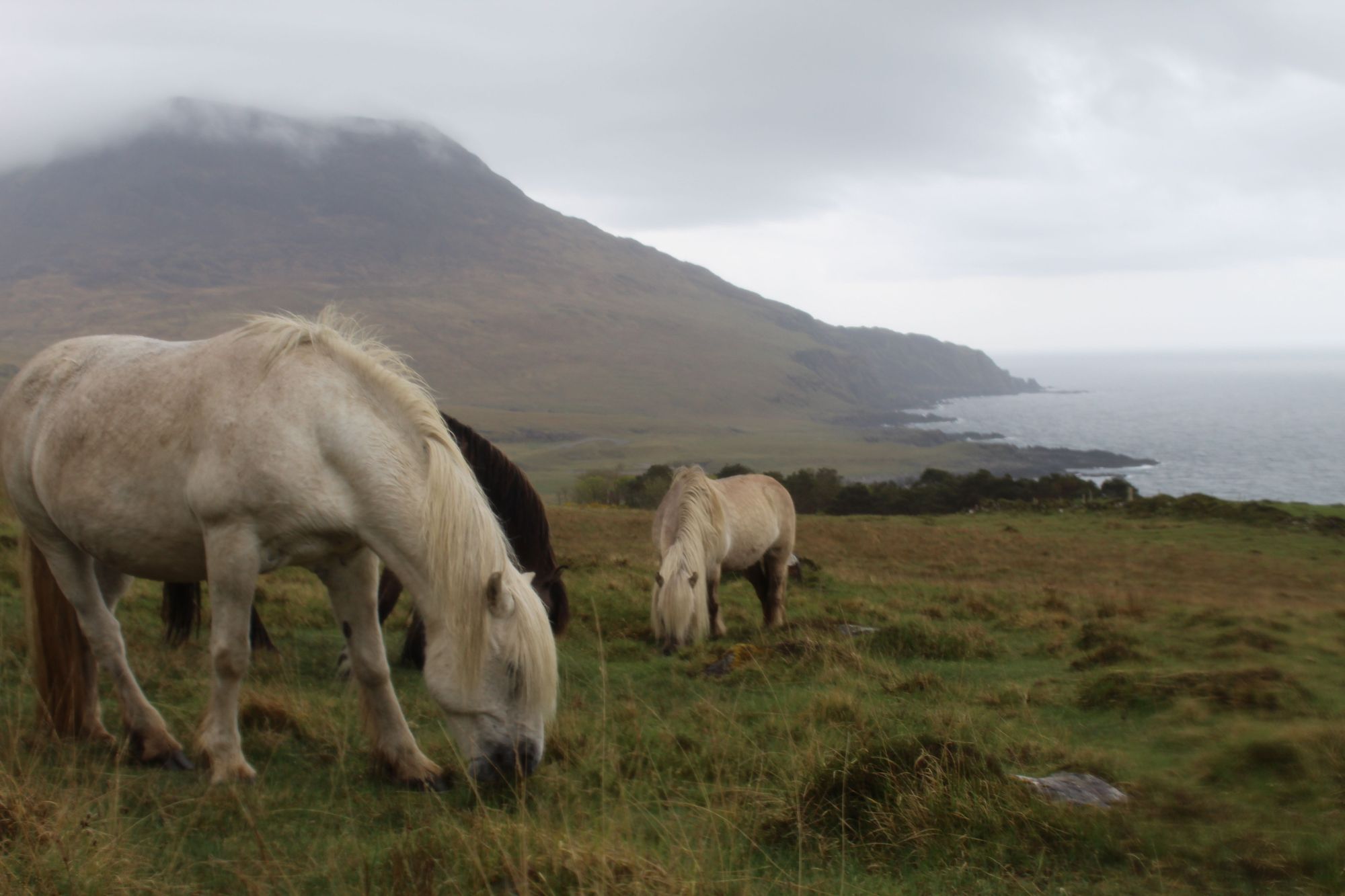 Un gruppo di pony selvatici pascola sull'erba sopra la costa di Harris, sull'isola di Rum. Foto: Stuart Kenny