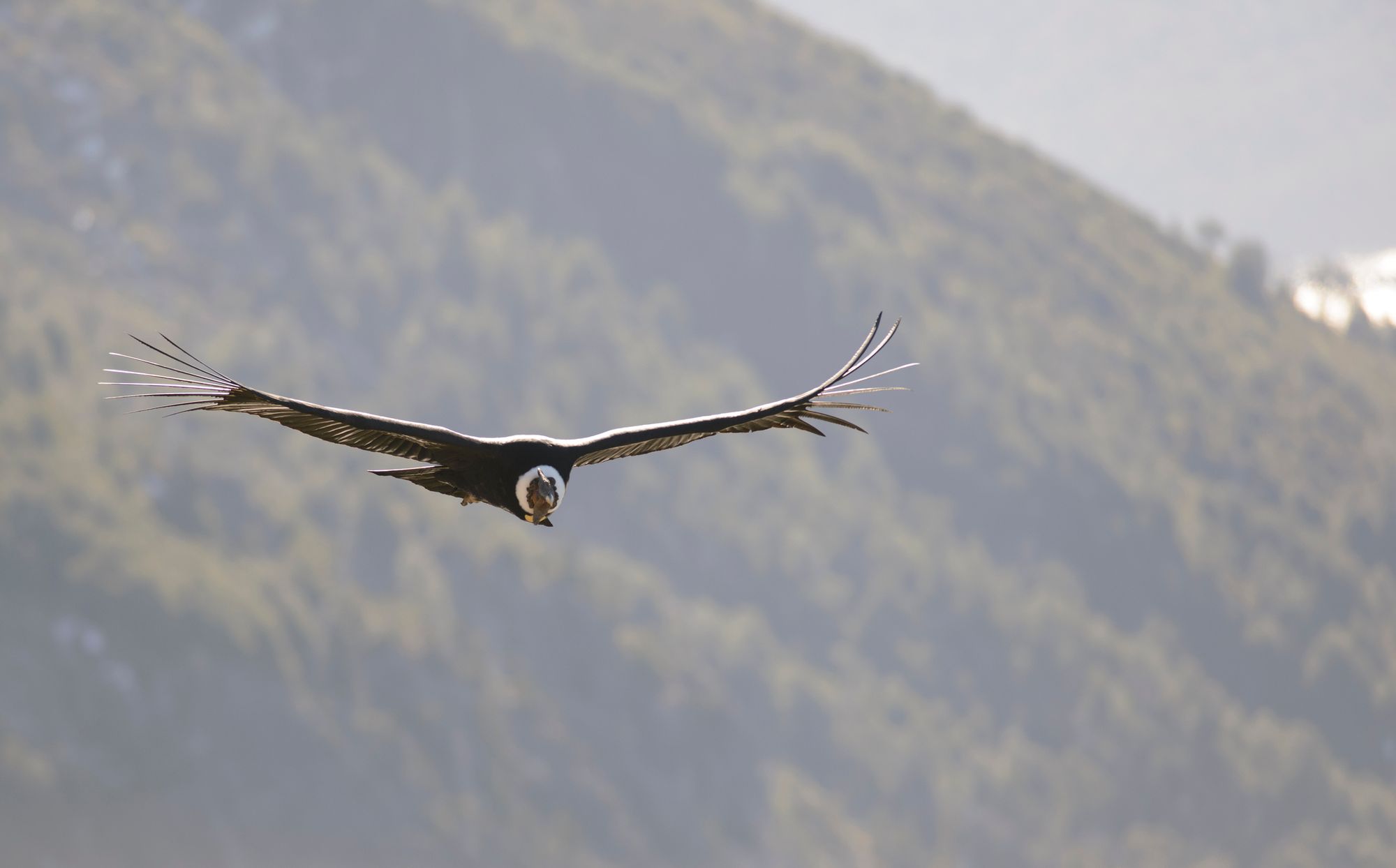 Un condor andino, il più grande rapace del mondo, si libra nel cielo. Foto: Uccelli Cile
