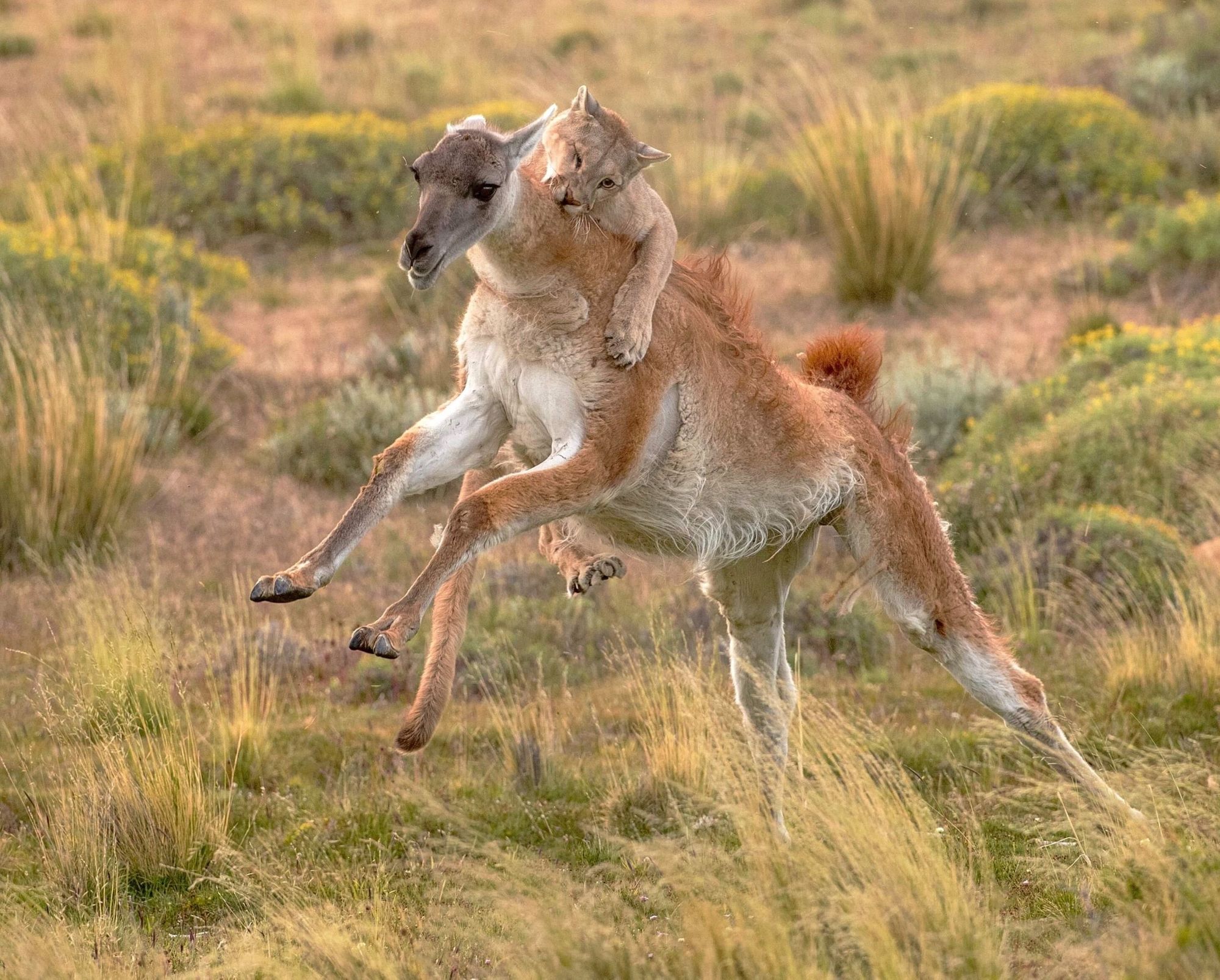 I puma sono predatori da agguato, si avvicinano di soppiatto e poi scatenano un'andatura esplosiva per catturare i guanachi, come nella foto qui sopra. Foto: Getty