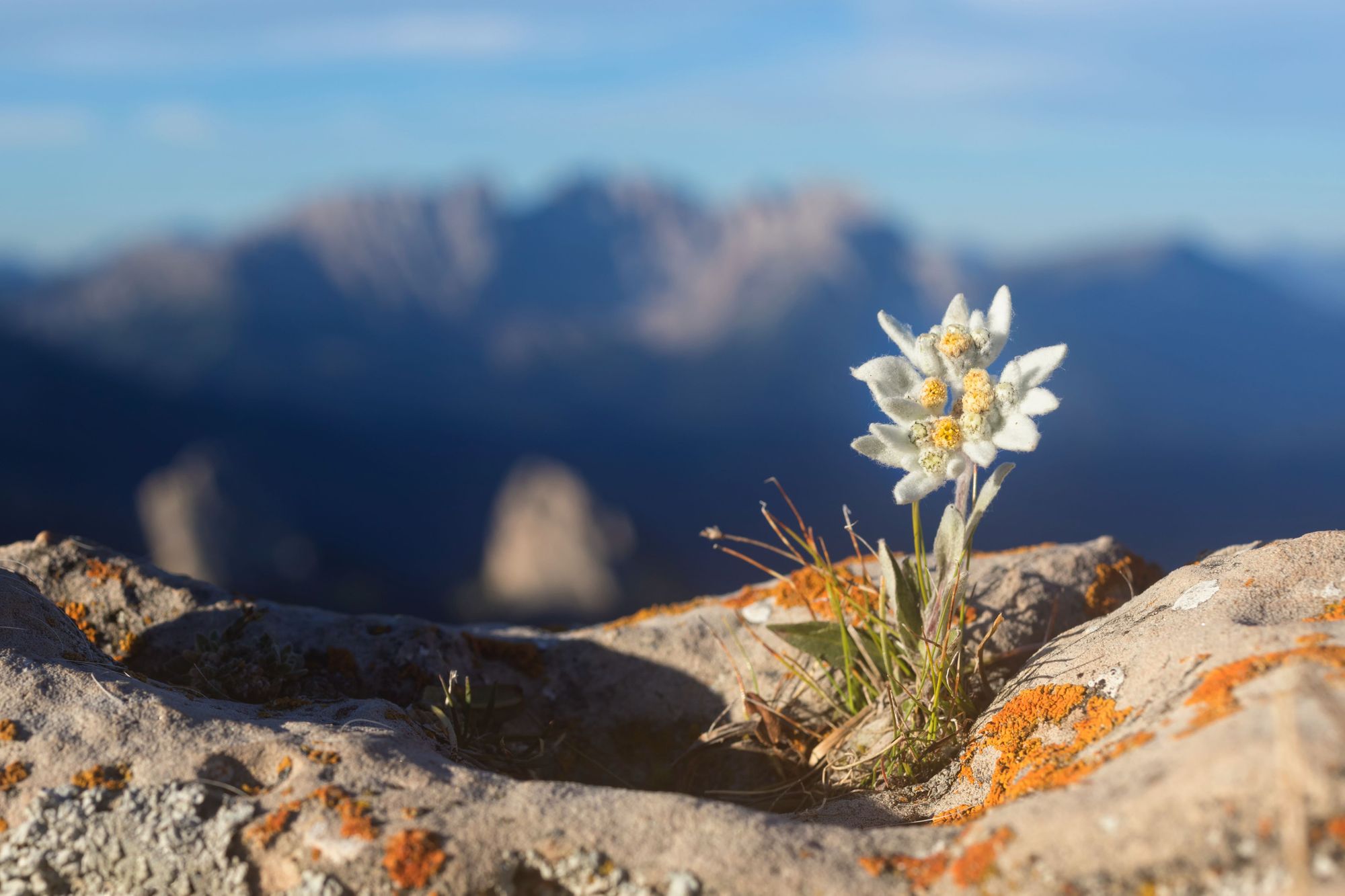 Il famoso fiore della stella alpina, che sembra quasi lavorato a maglia. Foto: Getty