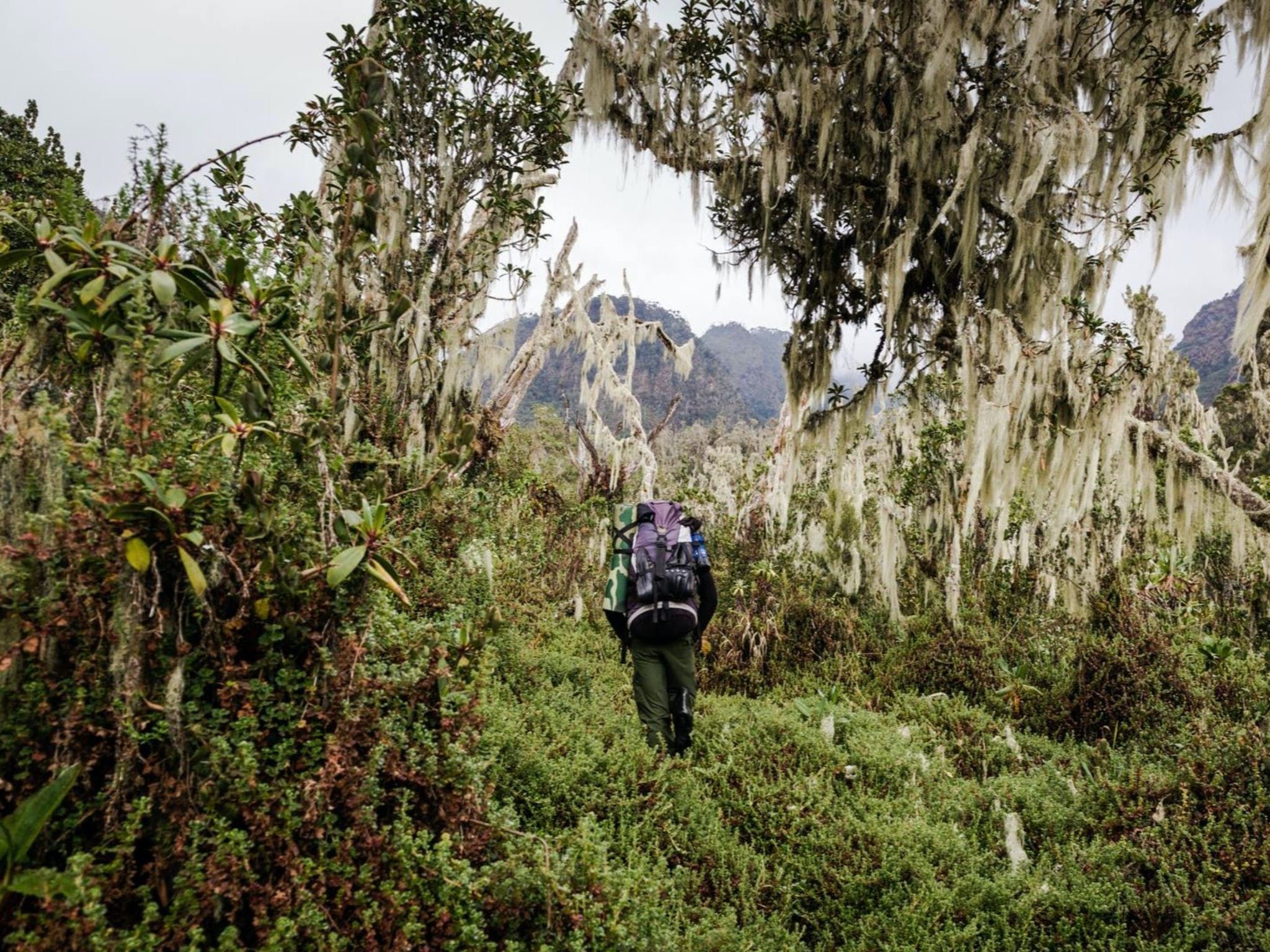 Un escursionista cammina attraverso la fitta foresta del Rwenzori, in Uganda; da una radura tra gli alberi è possibile vedere i livelli superiori alpini della catena montuosa.