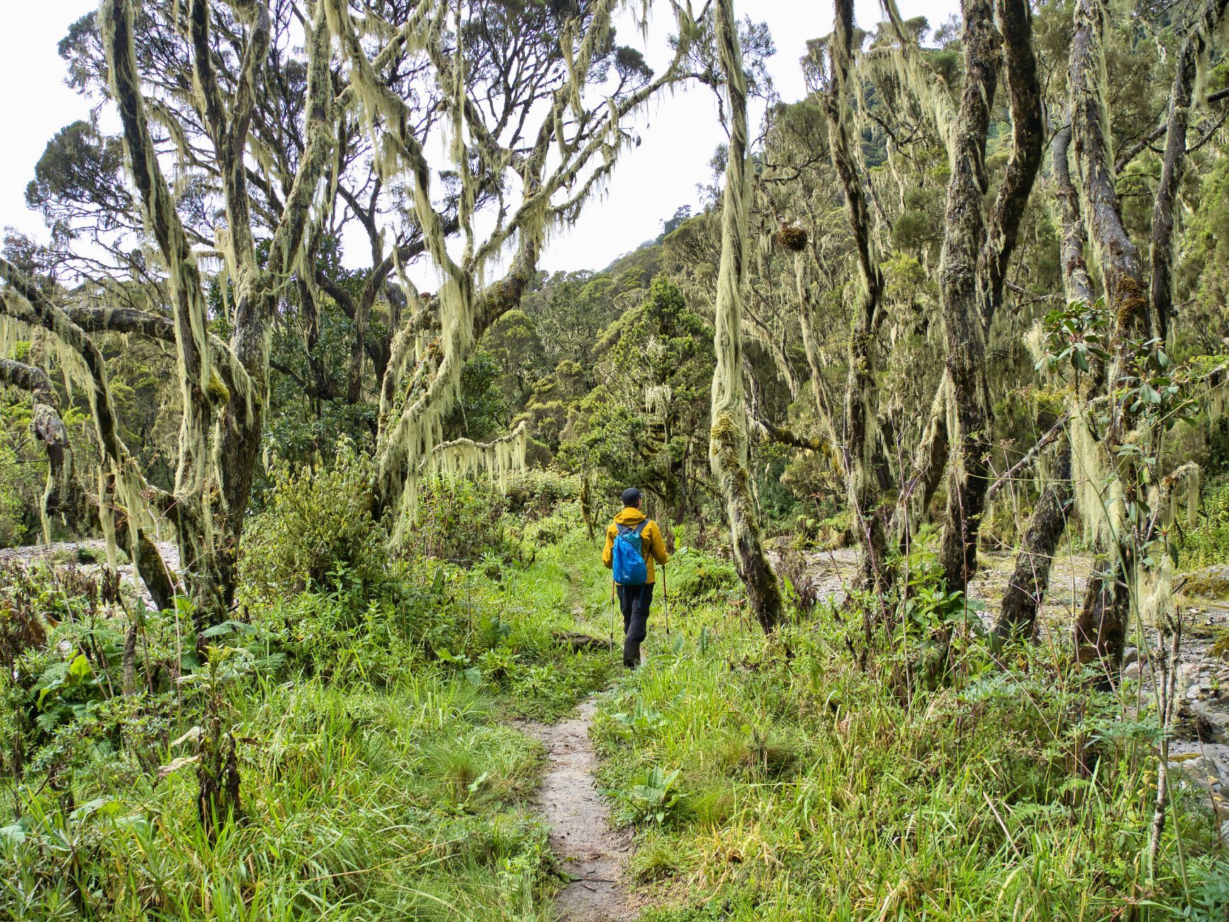 Un escursionista percorre un sentiero boscoso sui monti Rwenzori in Uganda Foto: Getty