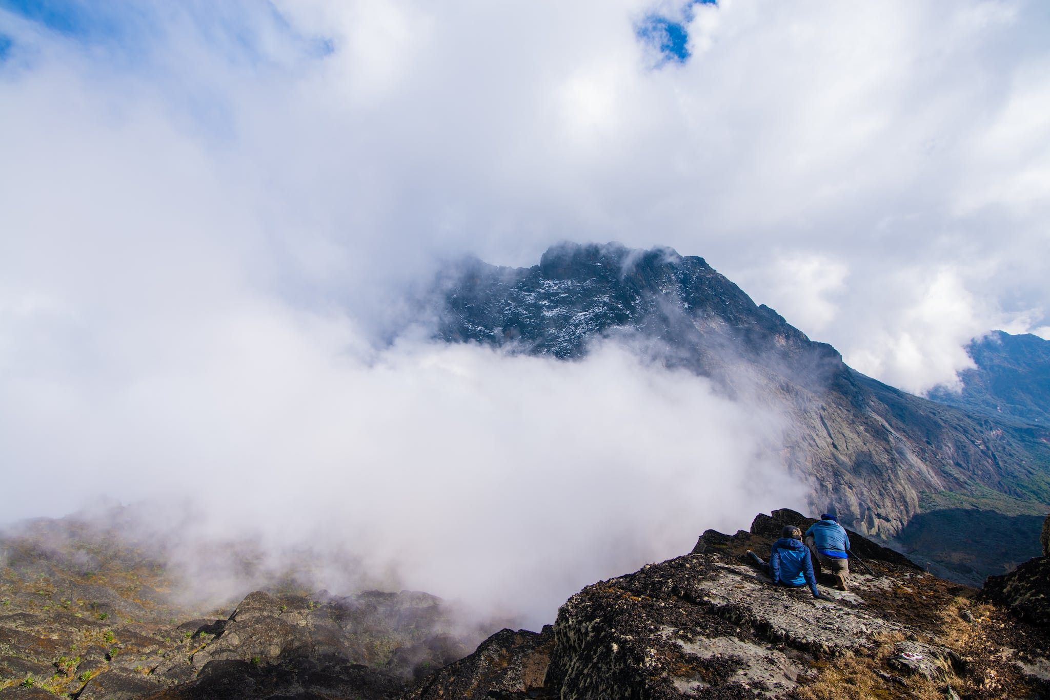 Una pianta di lobelia gigante, tipica dei Monti Rwenzori in Uganda. Foto: Getty