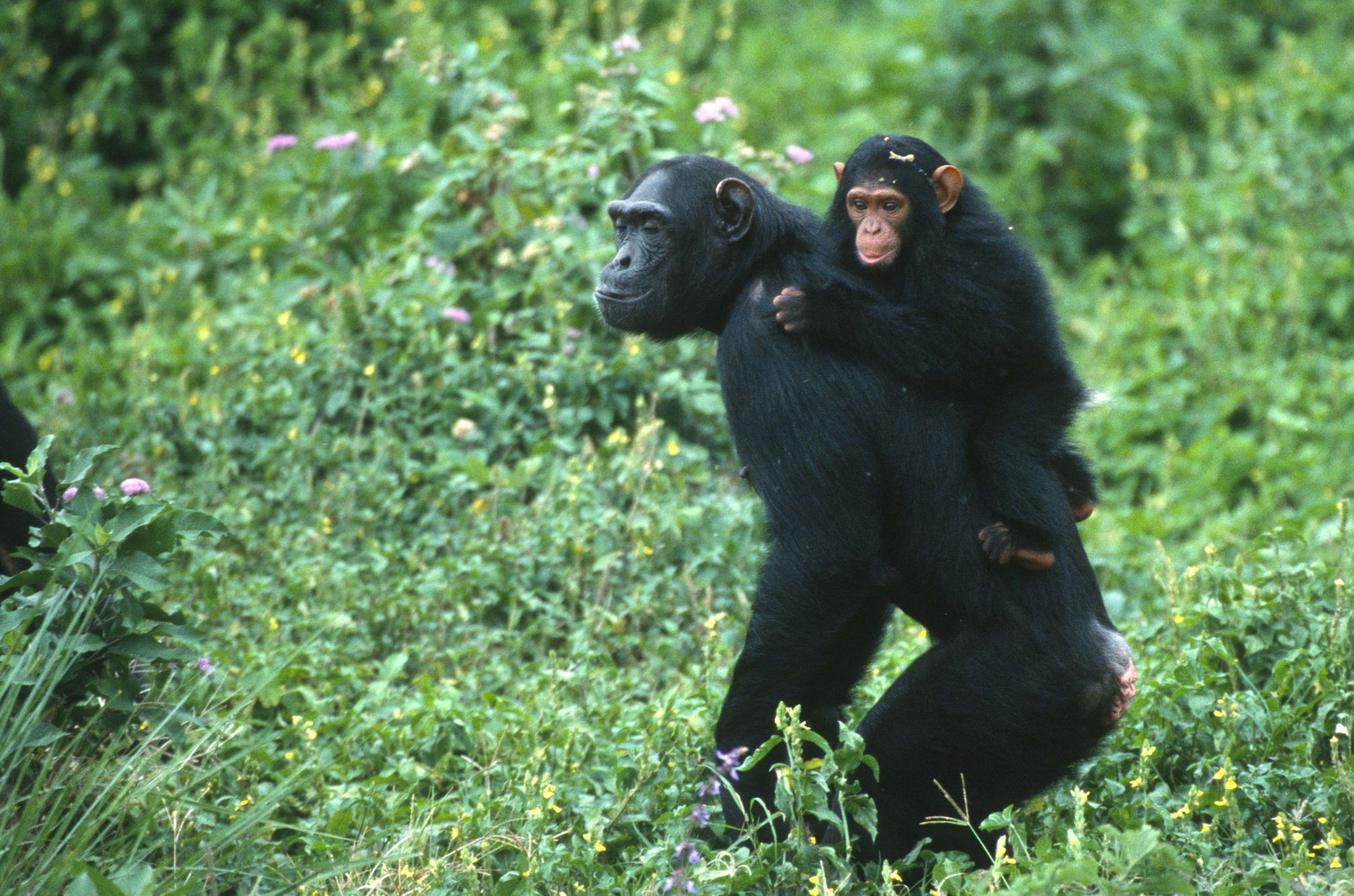 Scimpanzé nei monti Rwenzori, Uganda