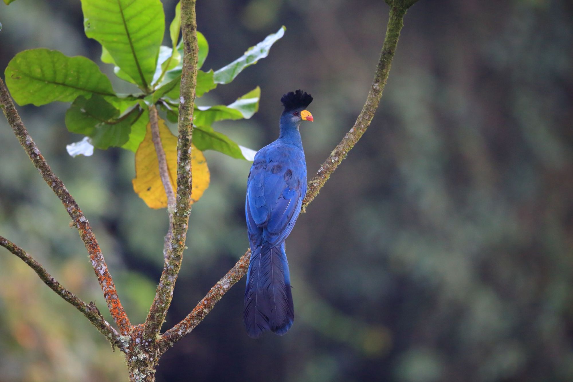 Il grande turaco blu, un uccello straordinario che si può vedere sulle montagne del Rwenzori. Foto: Getty