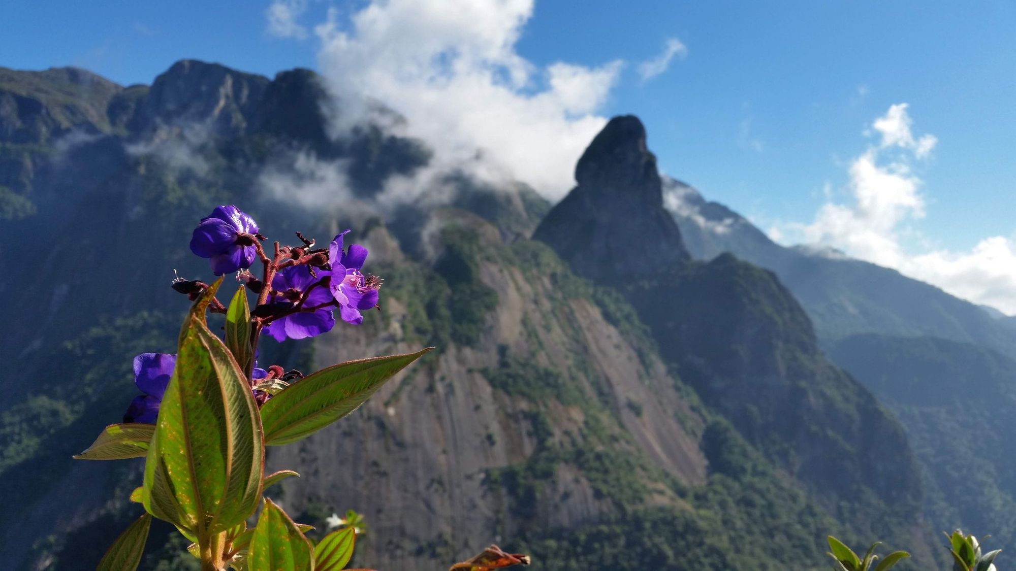 Le montagne del Parco nazionale brasiliano Serra dos Órgãos, con un'orchidea in primo piano.