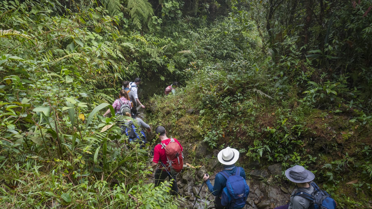 Un gruppo di turisti in escursione nella giungla colombiana