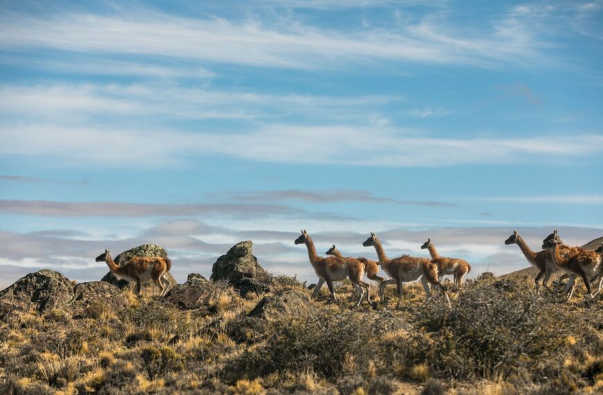 Come l’economia della natura sta riportando la vita in Patagonia