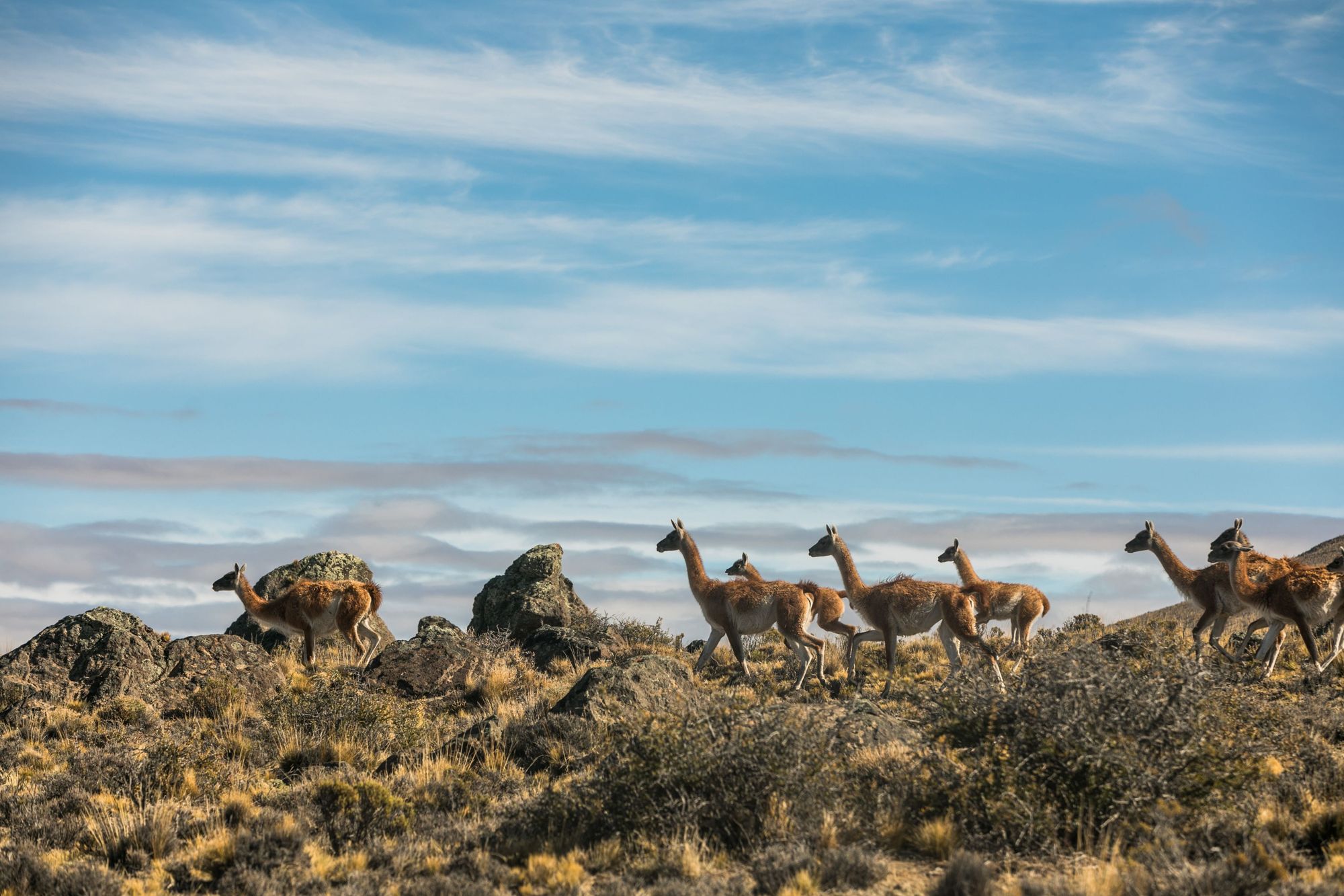 Una mandria di guanachi, antenati dei lama, si fa strada nelle pianure del Parque Patagonia Argentina. Foto: Estrella Herrera