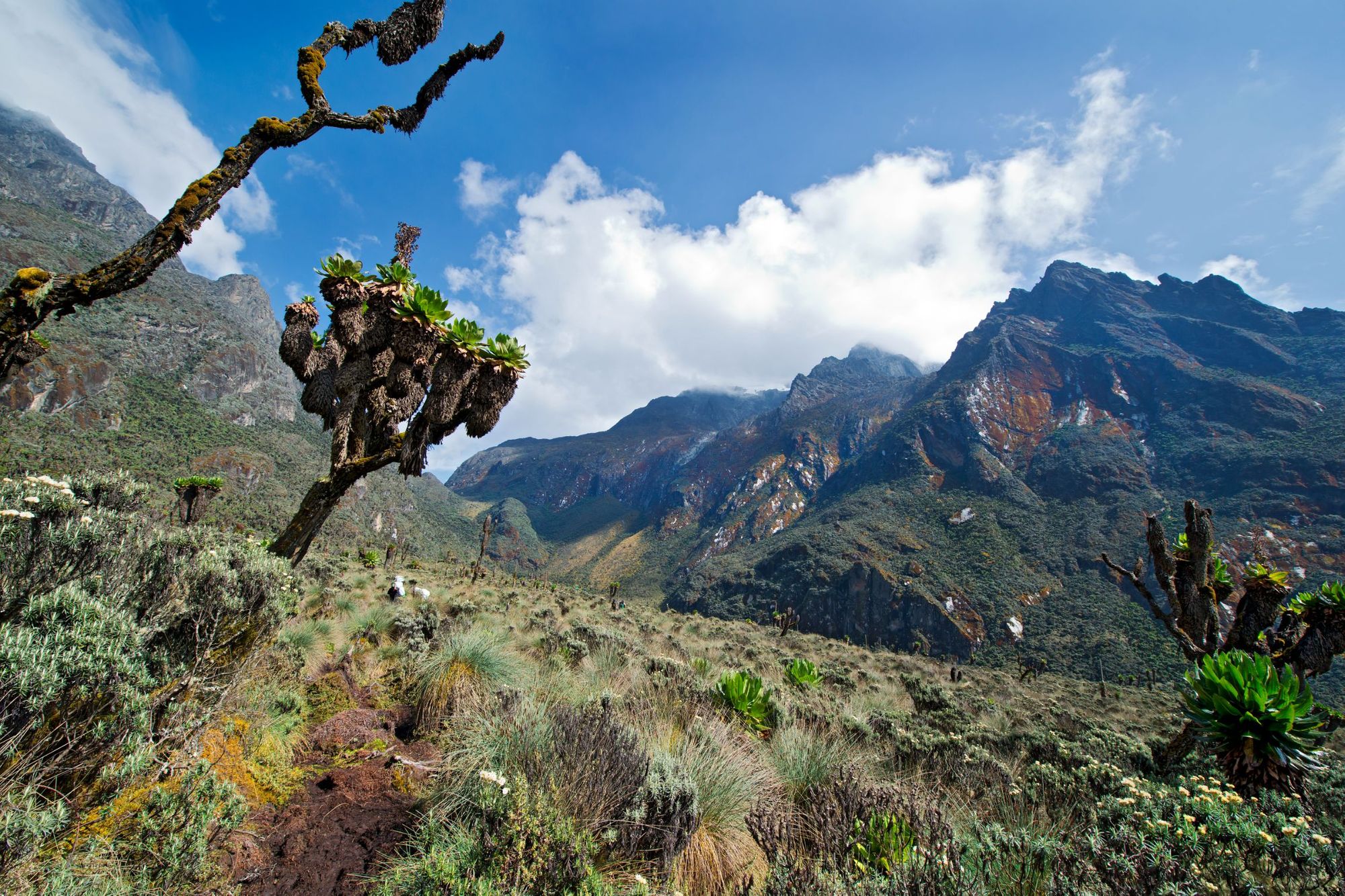 Una veduta dei monti Rwenzori con alcuni dei caratteristici groundsel, una specie di albero unica nel suo genere.