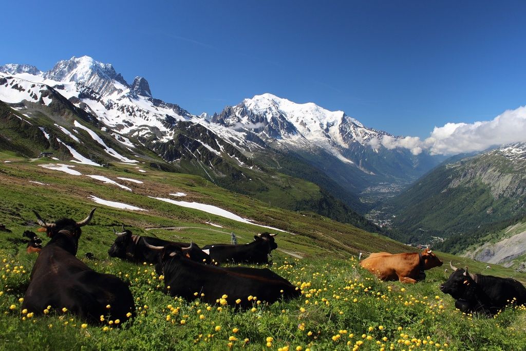 Mucche in un prato alpino sulla Haute Route svizzera.