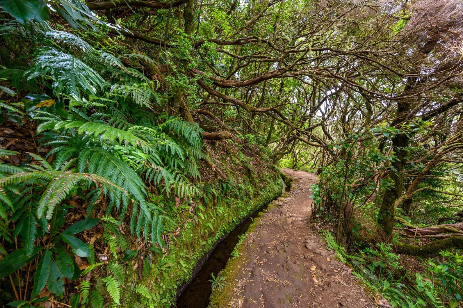 Sentiero escursionistico Levada do Caldeirão a Madeira, che segue una sorgente d'acqua