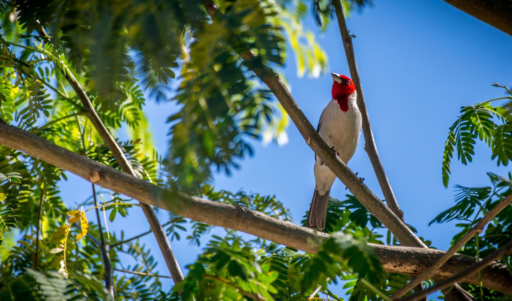 Sono centinaia le specie di uccelli da avvistare durante il trekking Vale do Pati. Foto: Getty
