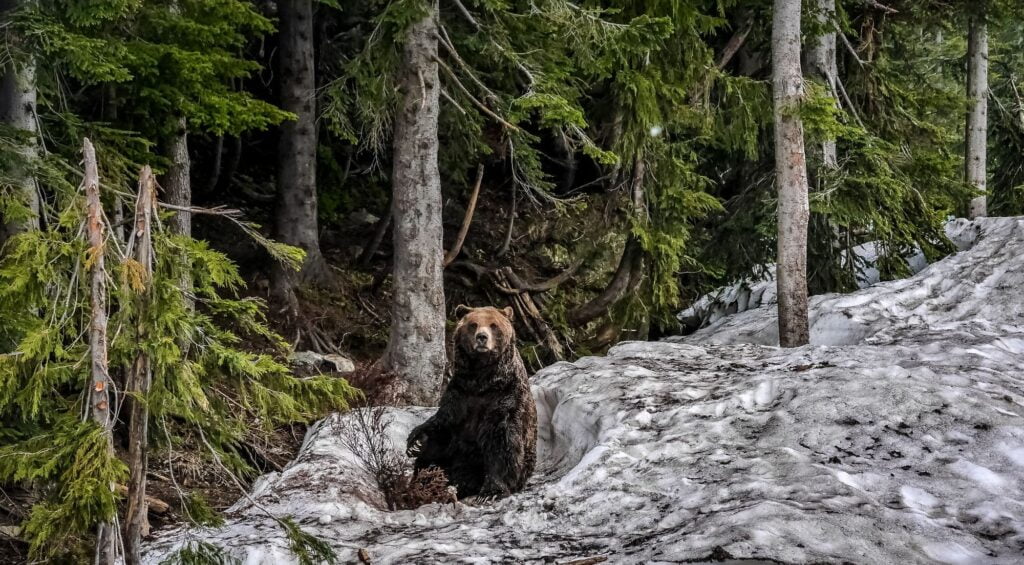 11 delle migliori escursioni nelle Montagne Rocciose Canadesi