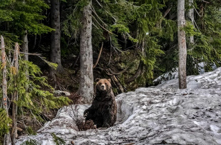 11 delle migliori escursioni nelle Montagne Rocciose Canadesi