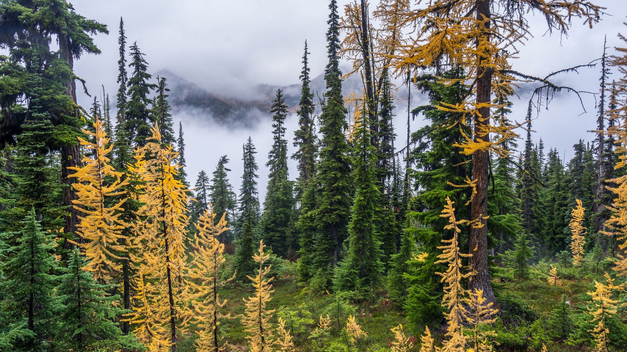 I tipi di foresta di abeti rossi e rossi che si attraversano lungo la strada per il Kindersley Pass. Foto: Getty